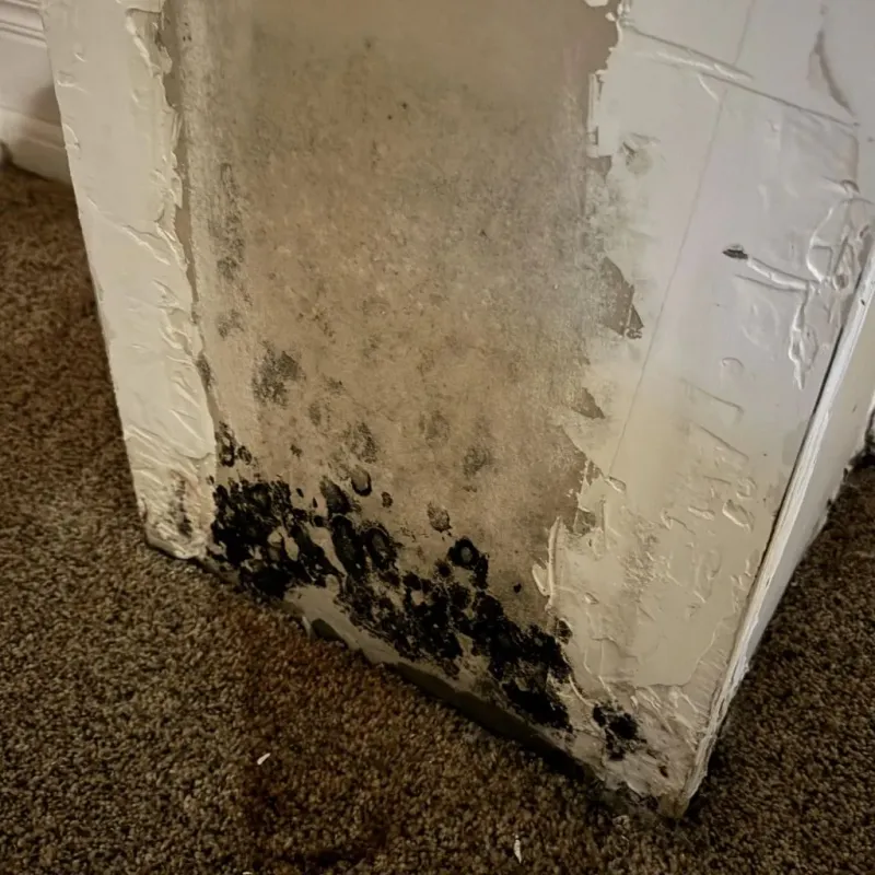Professional Mold Removal in Los Alamos, CA